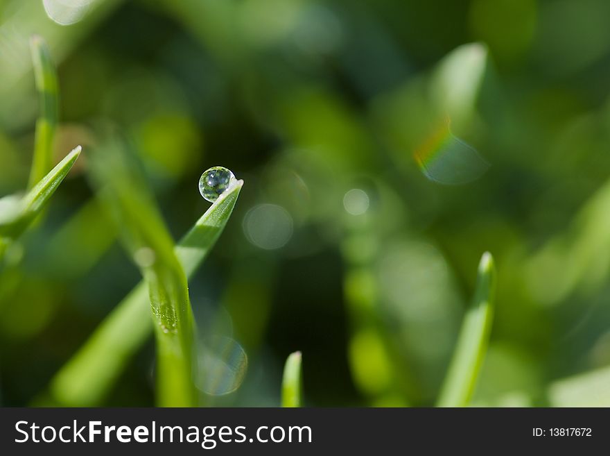 Drops of water early morning on grass , macro, with blurred background and nice specular lights