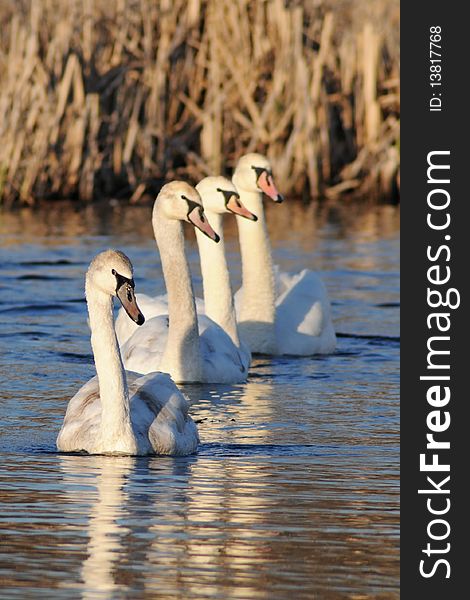 Four young swans in a row swiming on a pond. Four young swans in a row swiming on a pond