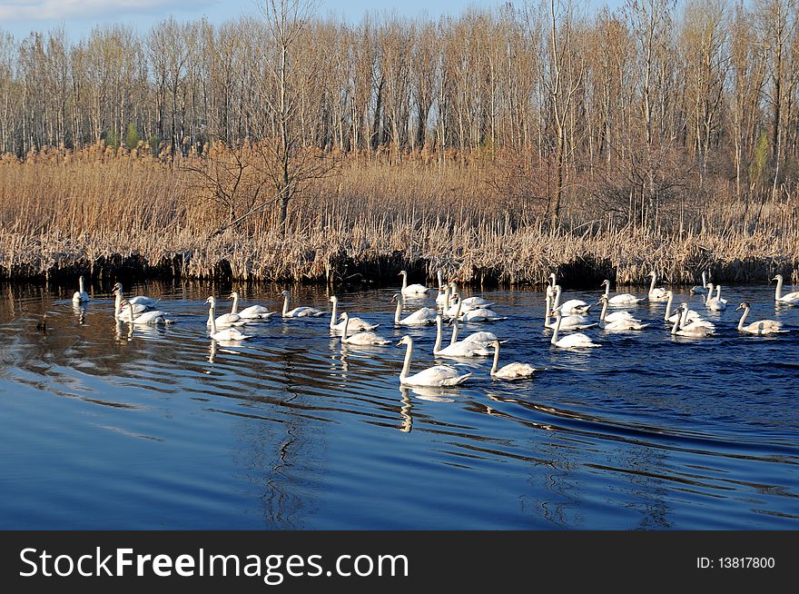 Swans On The Lake