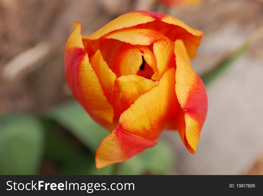 A tulip during the start of spring