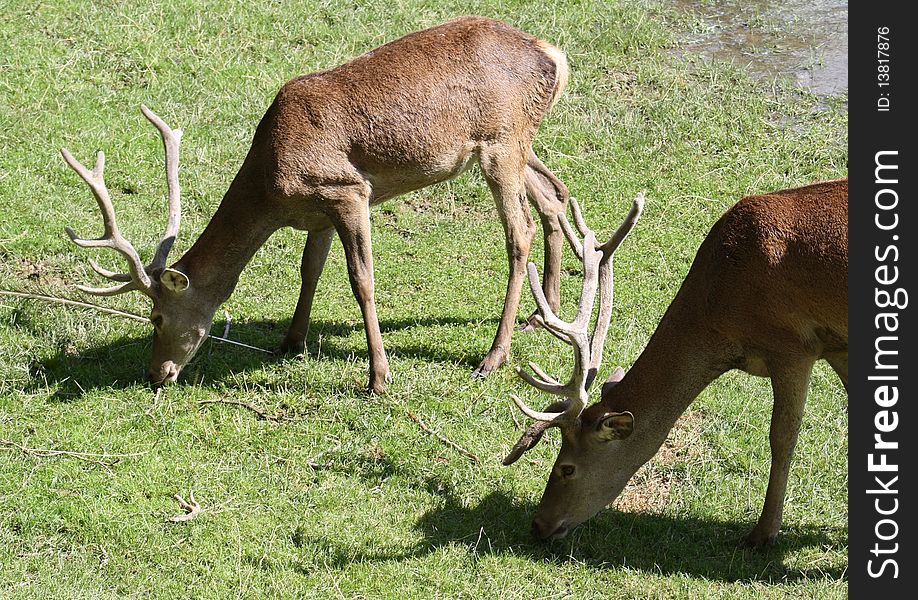Two Adult Deer Male Grazing.