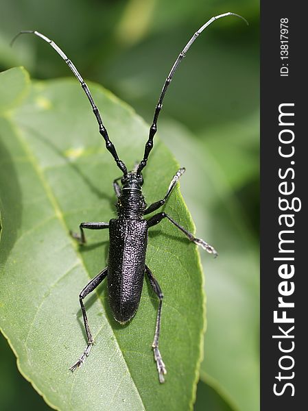 Black bug(cerambyx cerdo)on a letter