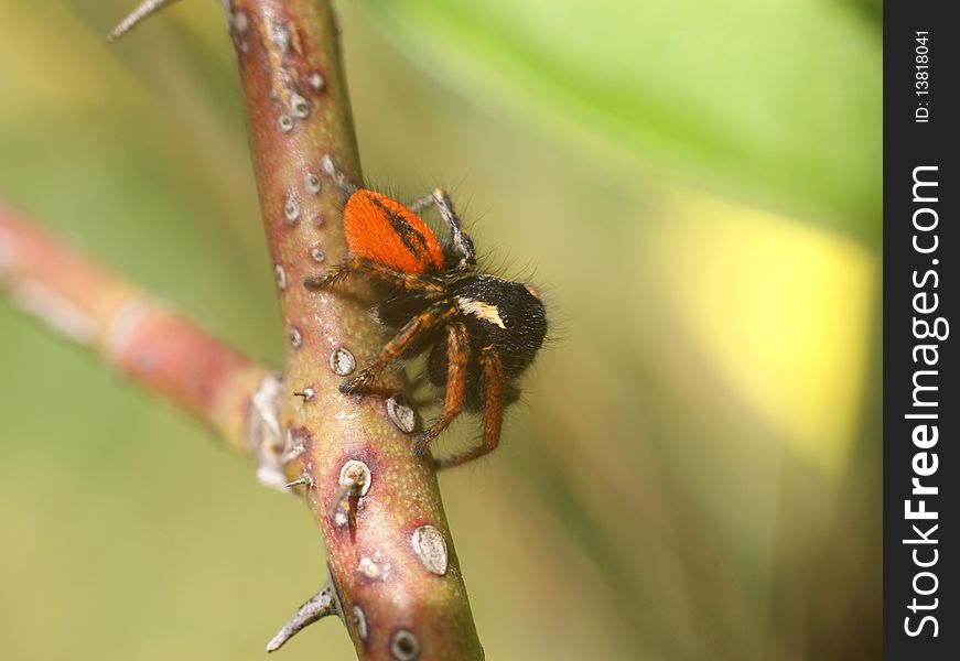 Jump spider (philaens chrysops)