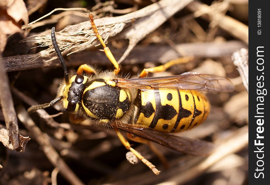 German wasp (paravespula germanica) macro