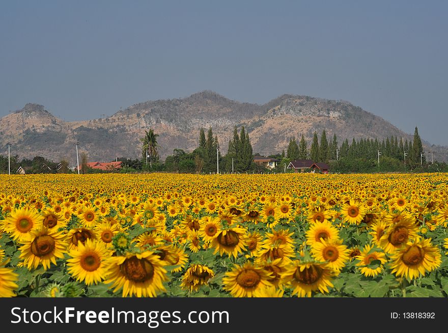 Yellow Sunflower garden on mountain background