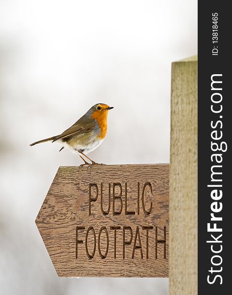 Robin (Erithacus rubecula) Perched On Public Footpath Sign. Robin (Erithacus rubecula) Perched On Public Footpath Sign