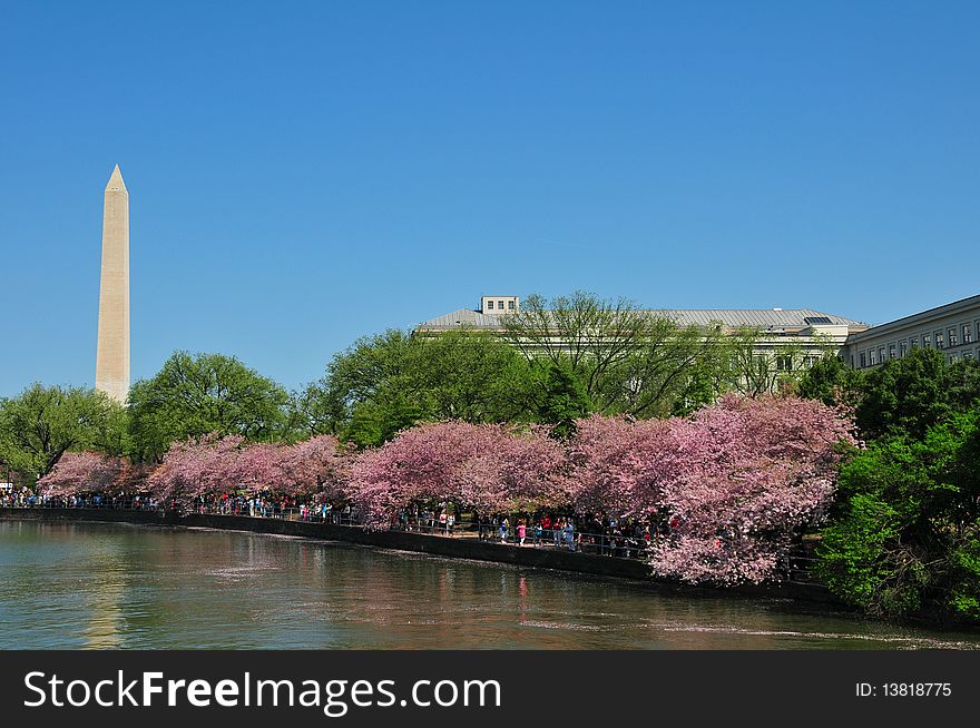 The Washington Monument on a beautiful spring day with the Cherry Blossoms in bloom