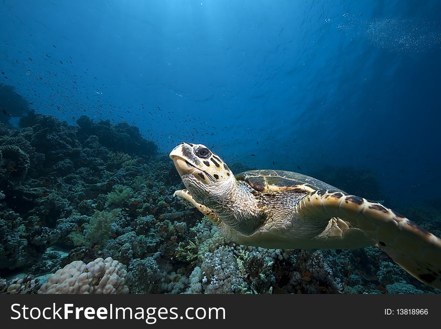 Hawksbill turtle and ocean taken in the Red Sea.