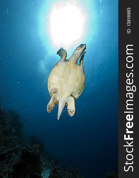 Hawksbill turtle and ocean taken in the Red Sea.