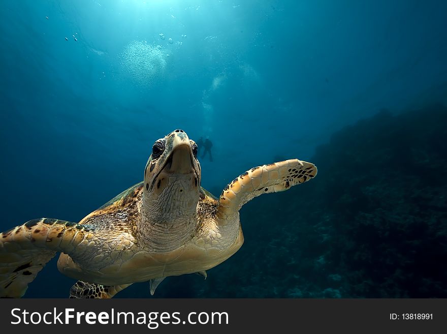 Hawksbill turtle and ocean taken in the Red Sea.