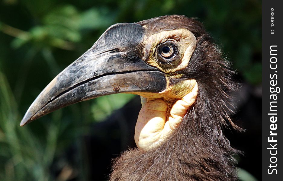 A profile of a young Southern Ground Hornbill