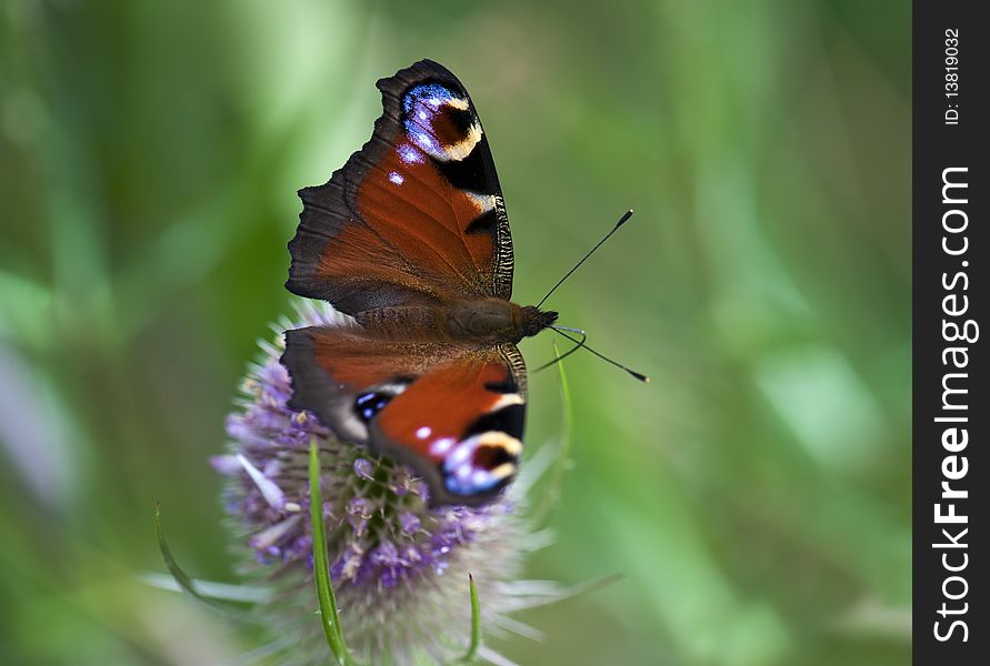 Close-up Of A Peacock Butterfly On A Teasel