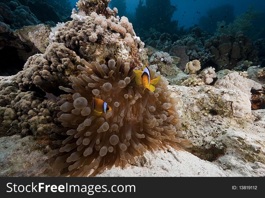 Anemonefish and anemone taken in the Red Sea. Anemonefish and anemone taken in the Red Sea.