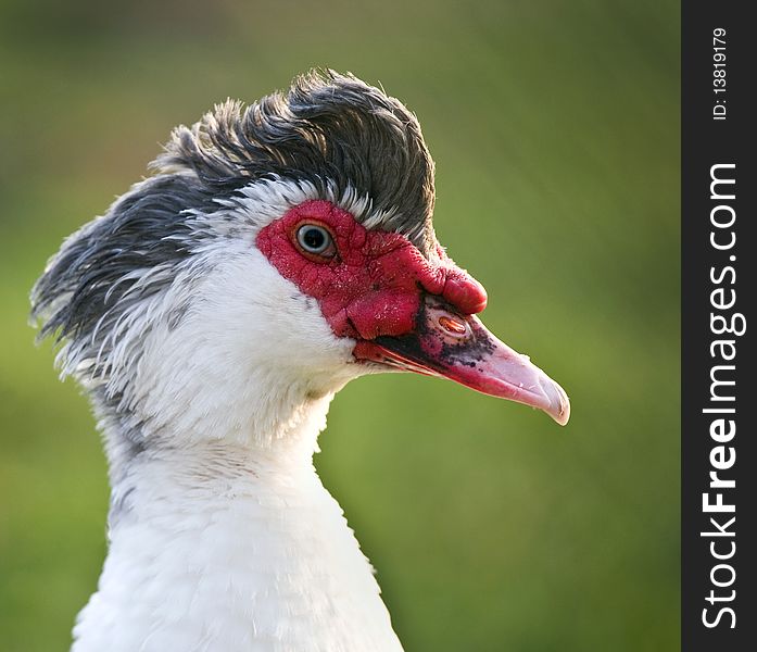 Head Shot Of A Male Muscovy Duck