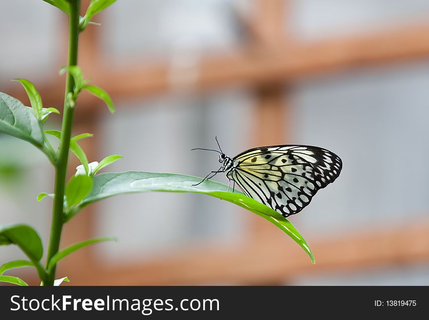 Butterfly On A Leaf