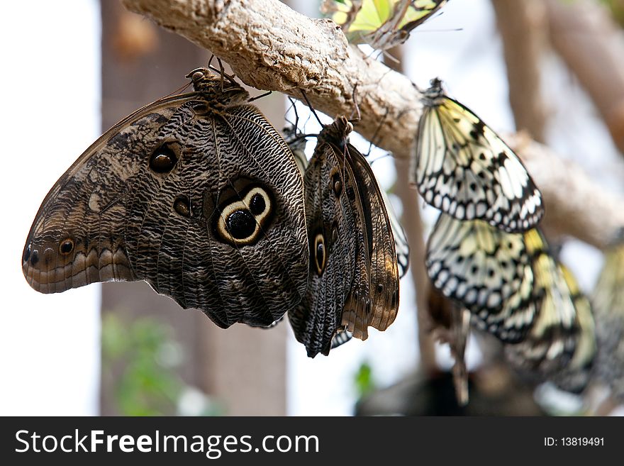 Butterflies on branch of tree