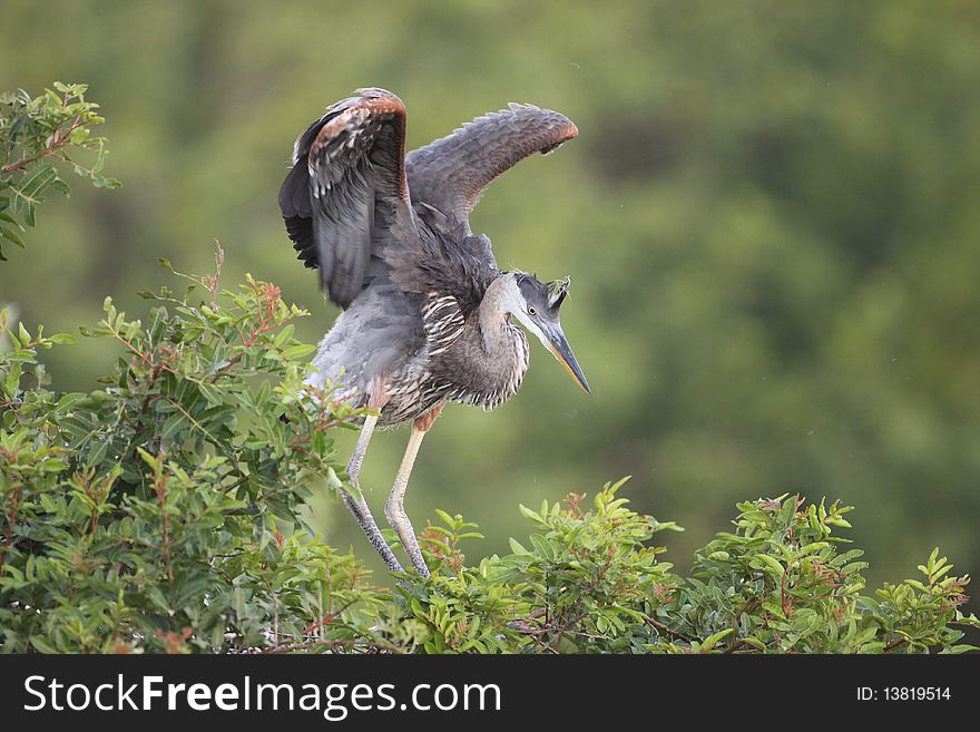 A juvenile great blue heron stretching its wings at Venice Rookery, Florida. A juvenile great blue heron stretching its wings at Venice Rookery, Florida.