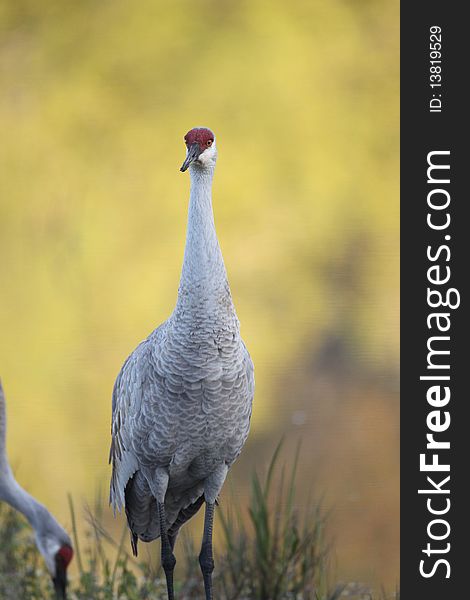 An adult Sandhill Crane at the Venice Rookery in Venice, Florida.