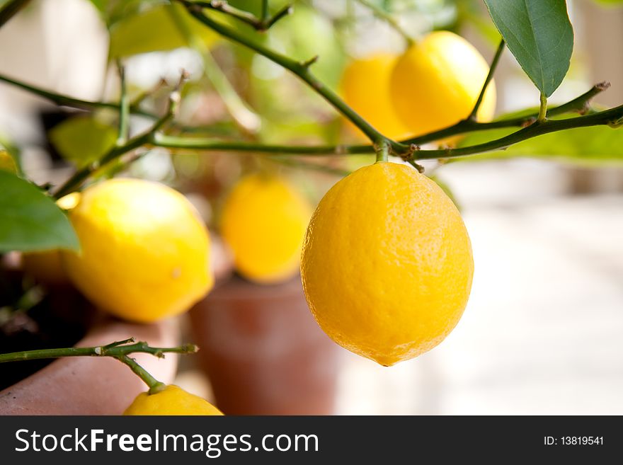 Lemons On A Tree