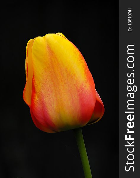 Close up of beautify tulip opposite black background. Close up of beautify tulip opposite black background