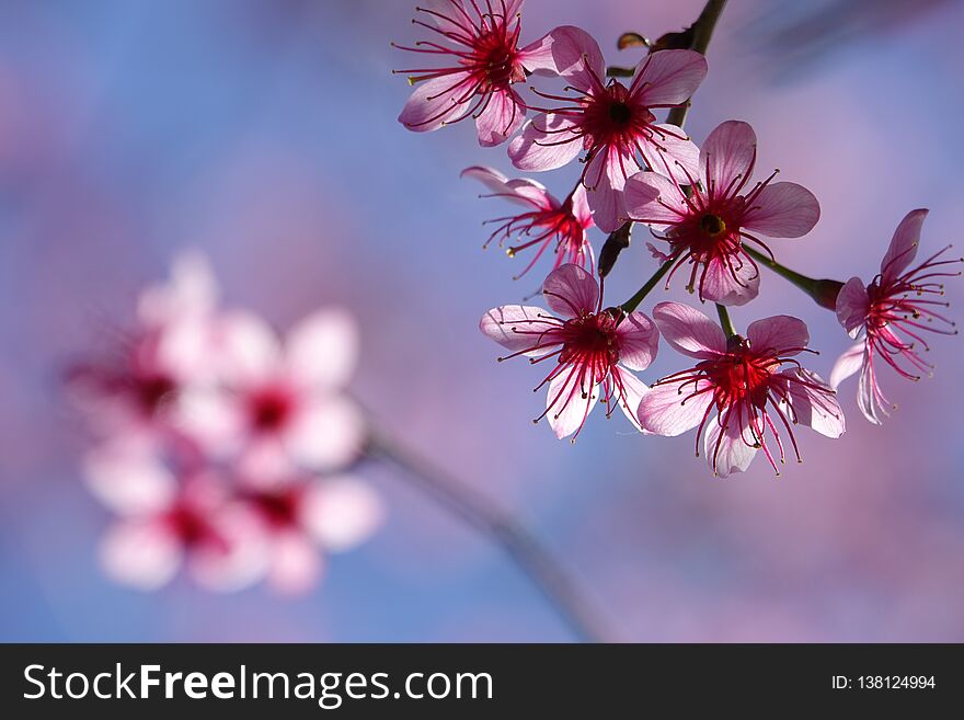 Sakura Blossom In Dalat Vietnam