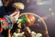 Beautiful Mushroom Boletus In The Girl`s Hand With Manicure On Nails Royalty Free Stock Photo