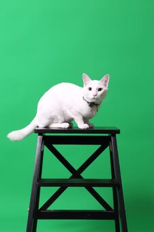 White Cat Stock Photography