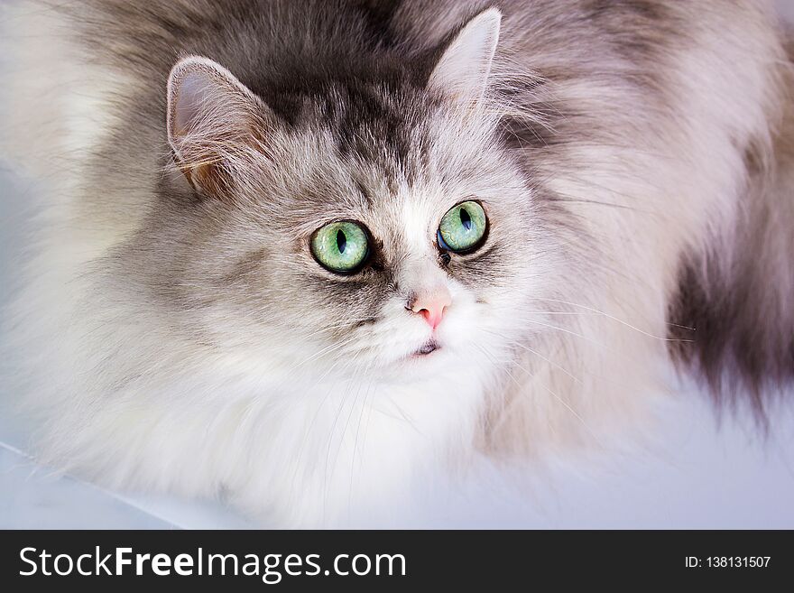 Portrait of a gray and white cat