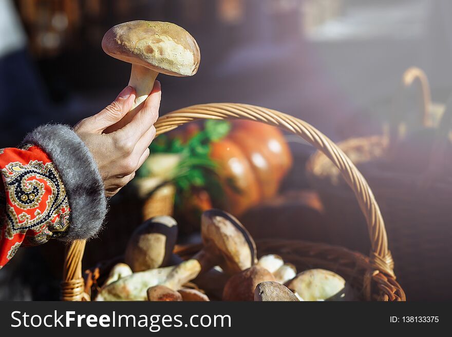 Beautiful mushroom boletus in the girl`s hand with manicure on nails. Mushroom in the girl`s hand