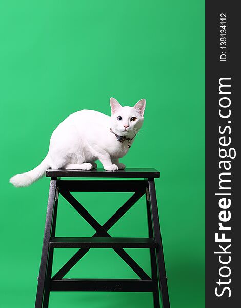 The young odd-eyes cat on the green screen. The young odd-eyes cat on the green screen