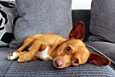 Jackhuahua Puppy Royalty Free Stock Images