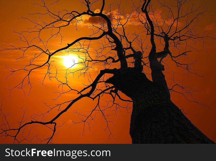 Silhouette of Leave less tree at red sky sunset