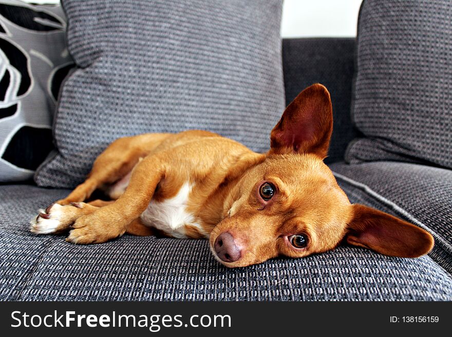 Adorable brown Jackhuahua puppy with cute eyes on a sofa