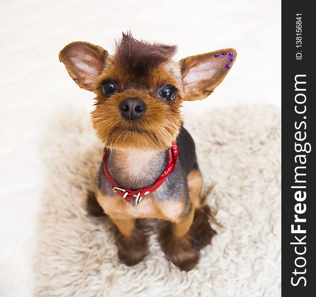 Rock style yorkshire terrier- creative grooming. Rock style yorkshire terrier- creative grooming