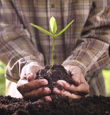 Hands Holding And Caring A Green Young Plant Royalty Free Stock Photos
