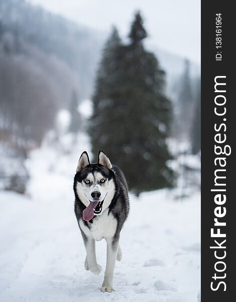 Husky dog in the snow having fun in the forest and mountaing.