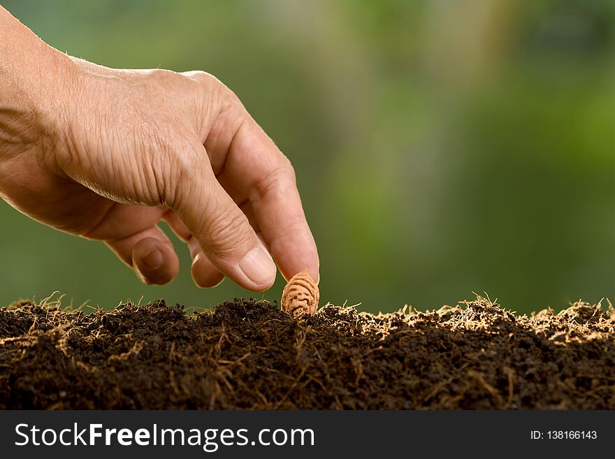 Hand of human planting seeds in soil