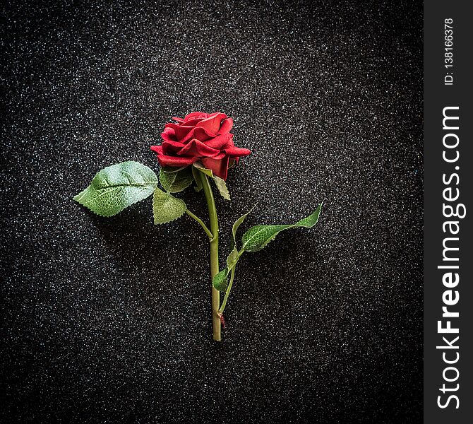 Red rose over black shimmering surface, square picture, romantic wallpaper. Red rose over black shimmering surface, square picture, romantic wallpaper