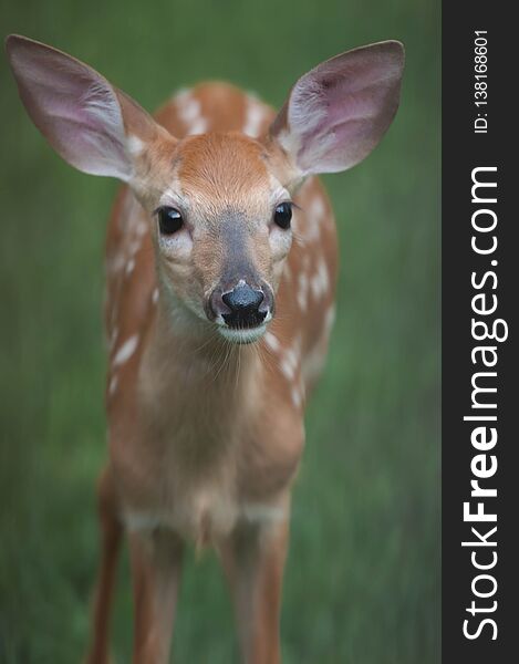 Closeup Of A Whitetail Deer Fawn Looking At Me