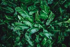 Tropical Leaf, Abstract Green Texture Royalty Free Stock Photo