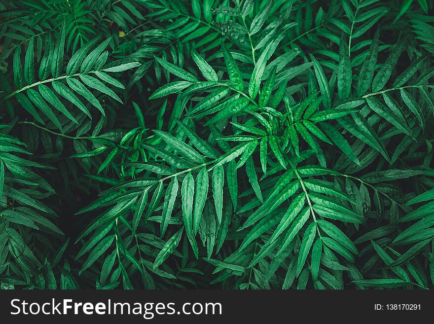 Tropical leaf, abstract green texture, nature background.