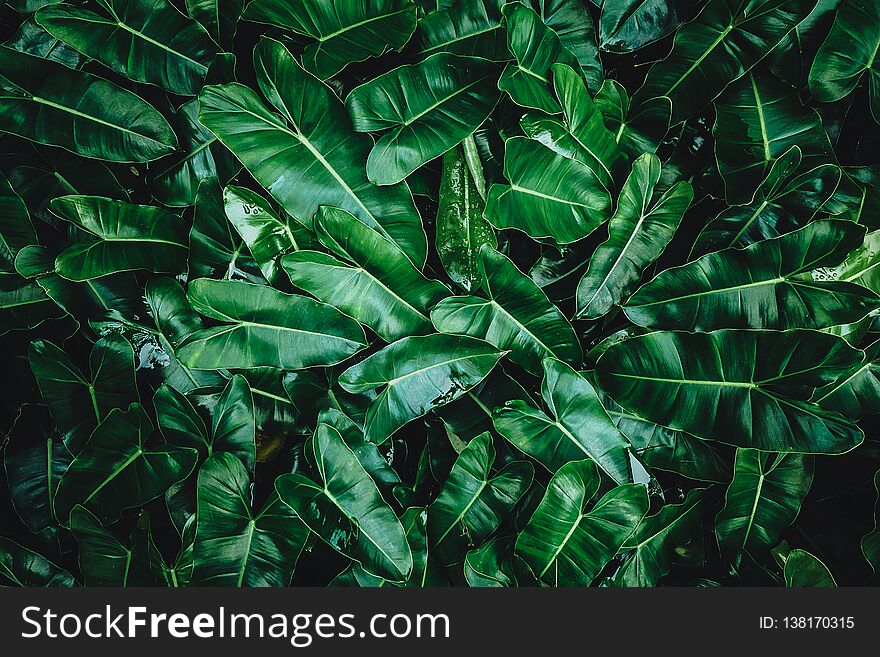 Tropical leaf, abstract green texture, nature background Green leaves pattern background