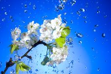 White Flower Stock Image White Flower Stock Image