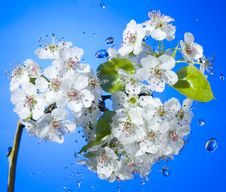 White Flower Royalty Free Stock Image White Flower Royalty Free Stock Image