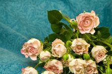 Pink Roses Royalty Free Stock Images Pink Roses Royalty Free Stock Images