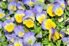 Pansy Royalty Free Stock Photo Pansy Royalty Free Stock Photo