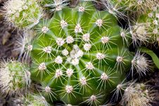 Cactus Royalty Free Stock Image Cactus Royalty Free Stock Image