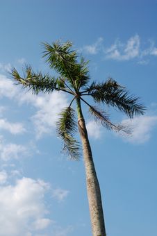 Nipa Palm Leaves Royalty Free Stock Photography Nipa Palm Leaves Royalty Free Stock Photography