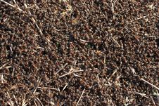 Ants Crawling In The Anthill. Royalty Free Stock Image