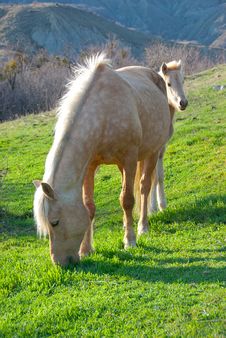 Mare And Foal Grazing Stock Photo Mare And Foal Grazing Stock Photo